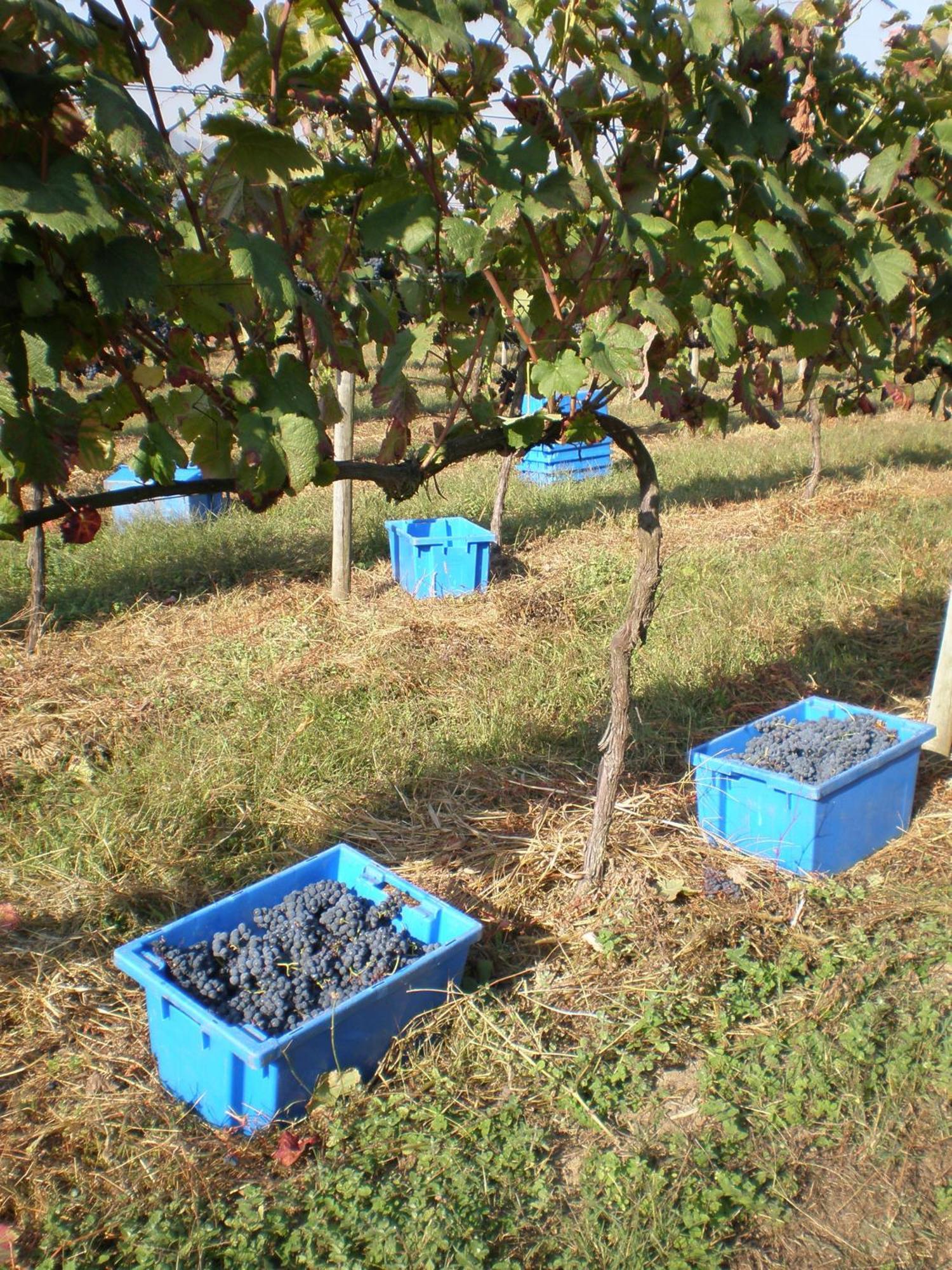 1720 Quinta Da Cancela - Winery & Farmhouse Guimarães Extérieur photo