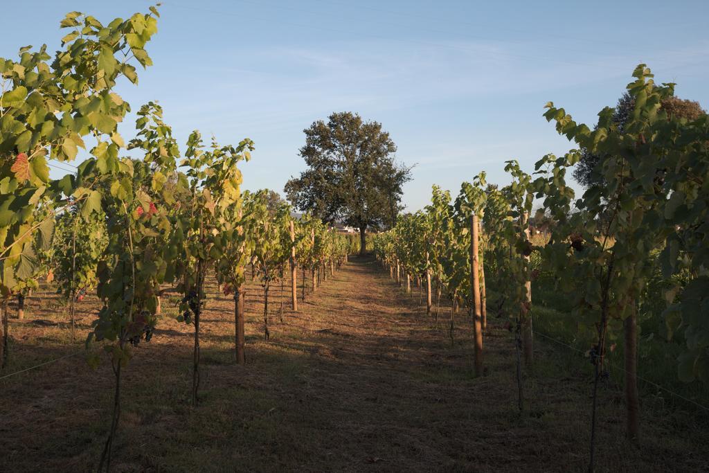 1720 Quinta Da Cancela - Winery & Farmhouse Guimarães Extérieur photo